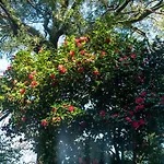 Quinta Lamas - Oak Tree House Holiday home Vouzela