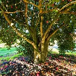 Quinta Lamas - Oak Tree House Holiday home Vouzela
