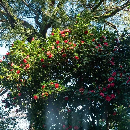 Quinta Lamas - Oak Tree House Σπίτι διακοπών Vouzela