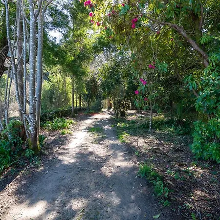 Quinta Lamas - Oak Tree House *