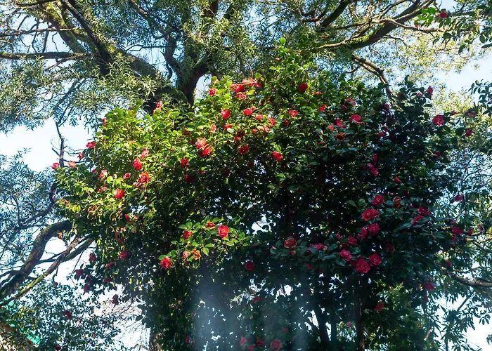Quinta Lamas - Oak Tree House Сasa de vacaciones Vouzela