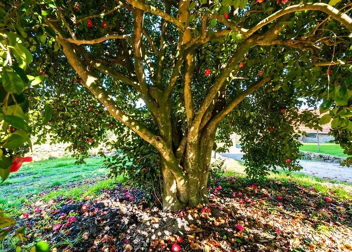 Quinta Lamas - Oak Tree House Сasa de vacaciones Vouzela
