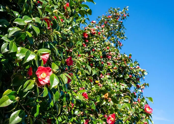 Quinta Lamas - Oak Tree House Сasa de vacaciones